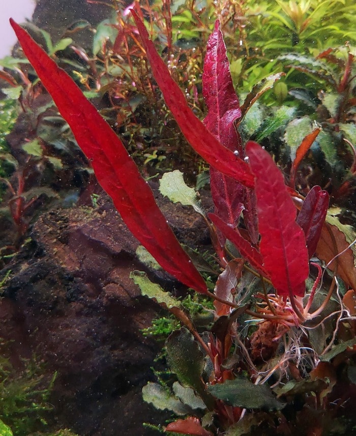 The red, sword-like leaves of Barclaya longifolia 'Red' in a planted aquarium
