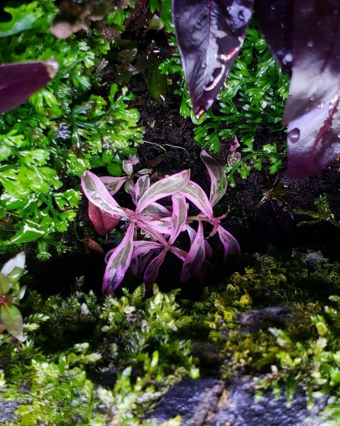 Hygrophila chai growing in an aquarium