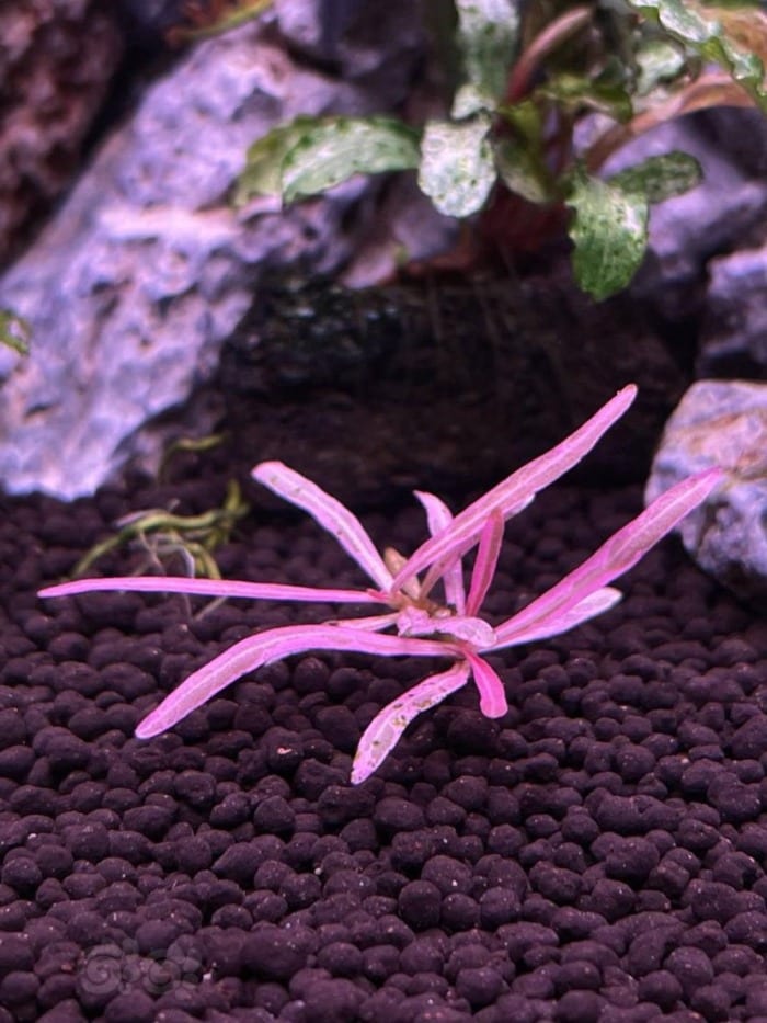 Hygrophila chai growing at the bottom of an aquarium
