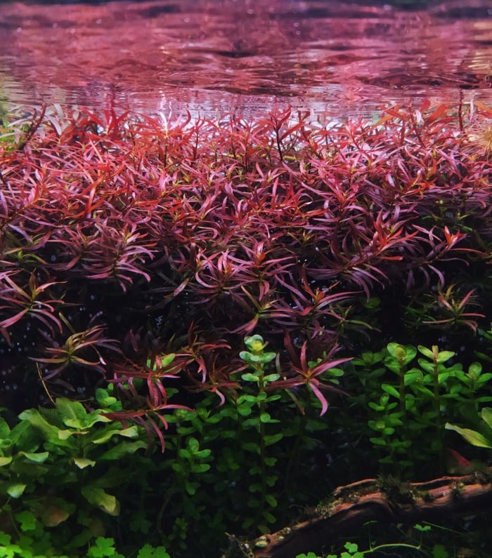 Ludwigia arcuata in an aquarium