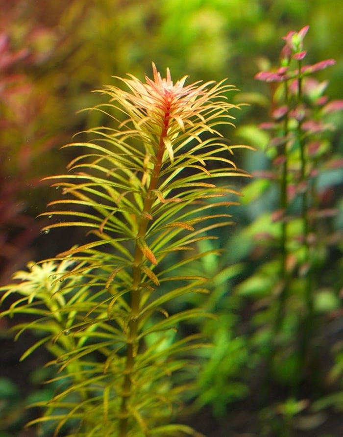 Close-up of Ludwigia Pantanal