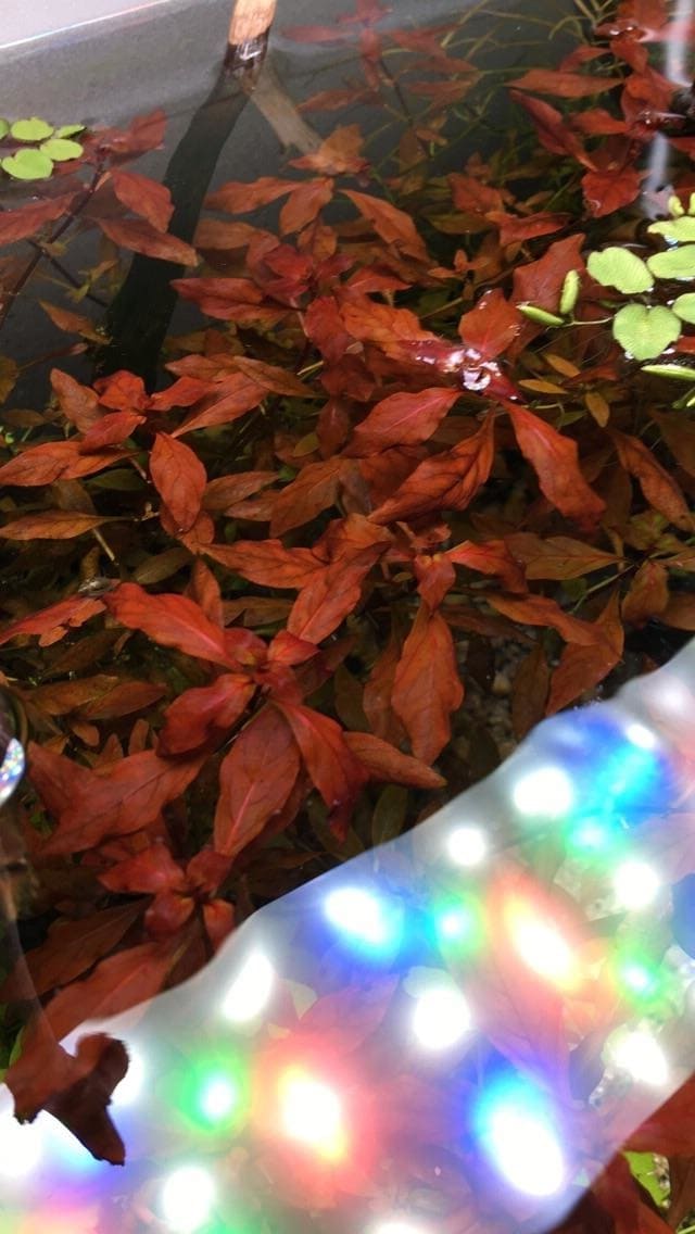 A brush of Ludwigia natans 'Super Red' seen from the top of an aquarium