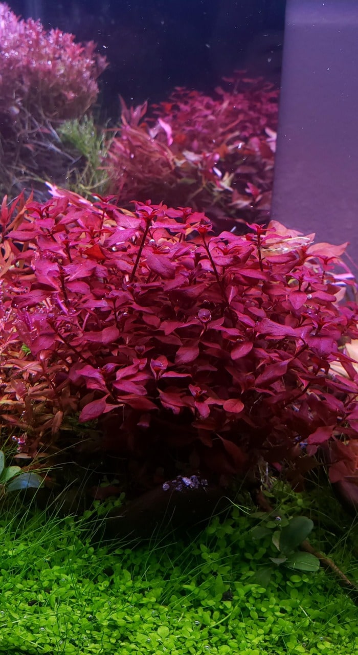 A shrub of Ludwigia natans 'Super Red'