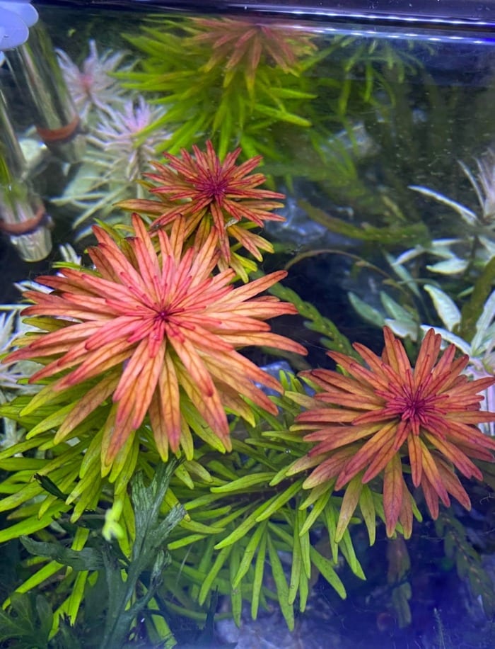 Ludwigia Pantanal seen from top of aquarium