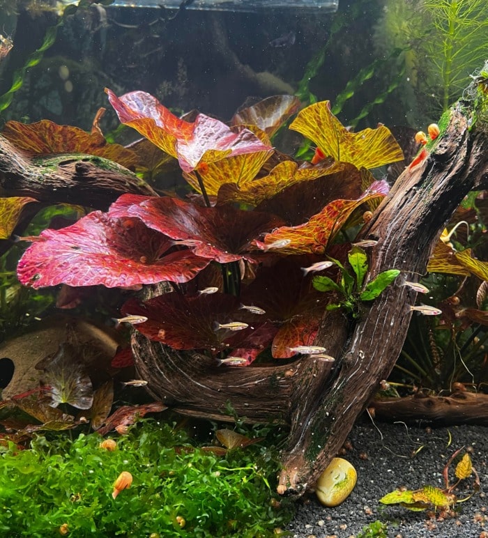 Red Tiger Lotus in an aquarium