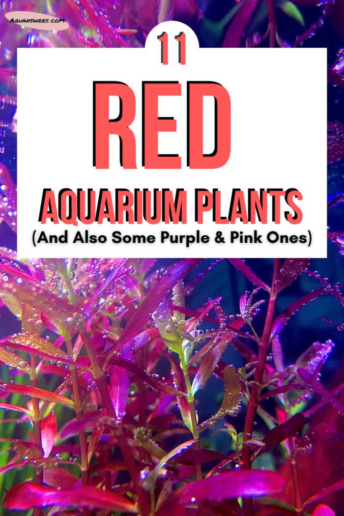 red aquarium plants ideas