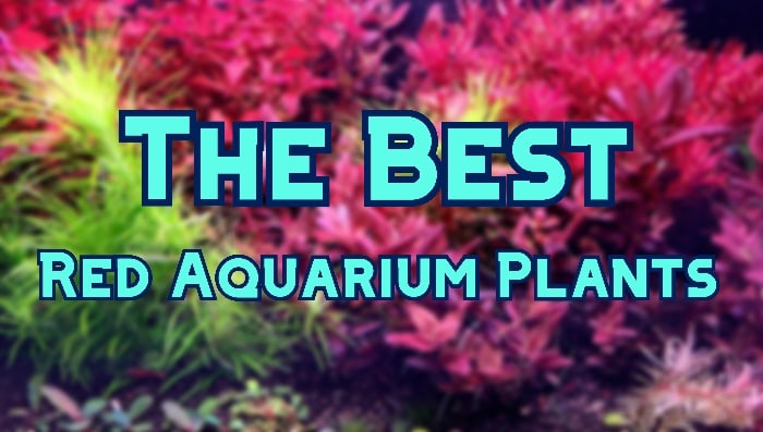 red aquarium plants header