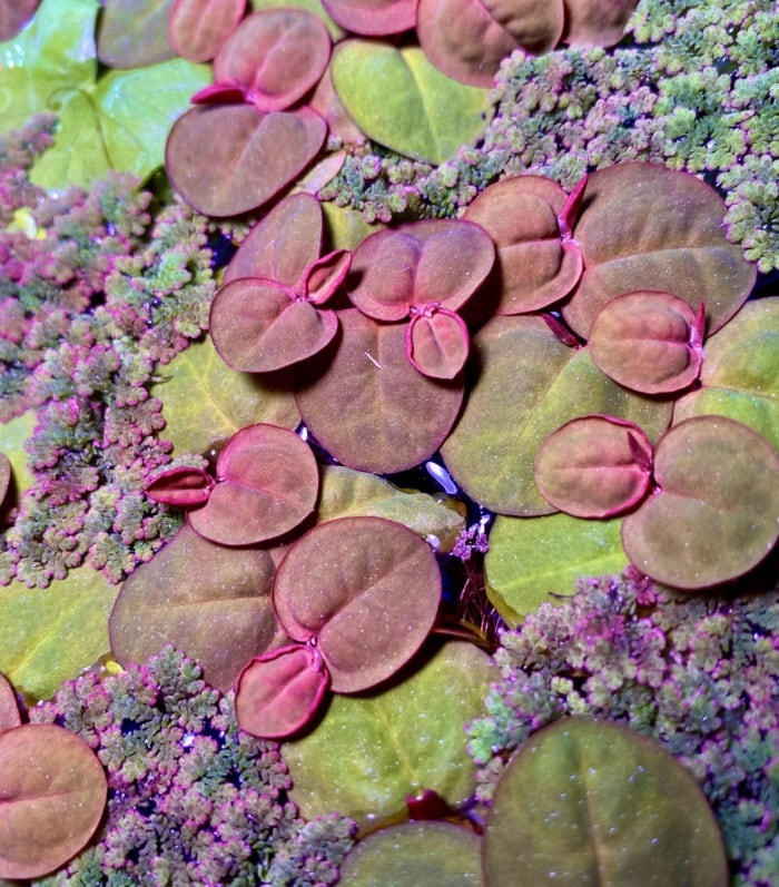 Red Root floaters seen from the top