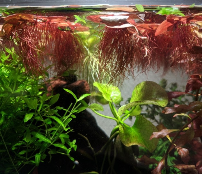 Red Root Floaters seen from the bottom