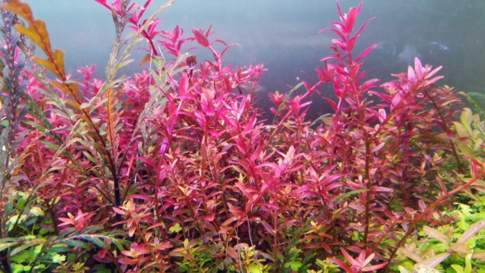 Rotala Rotundifolia growing in an aquarium