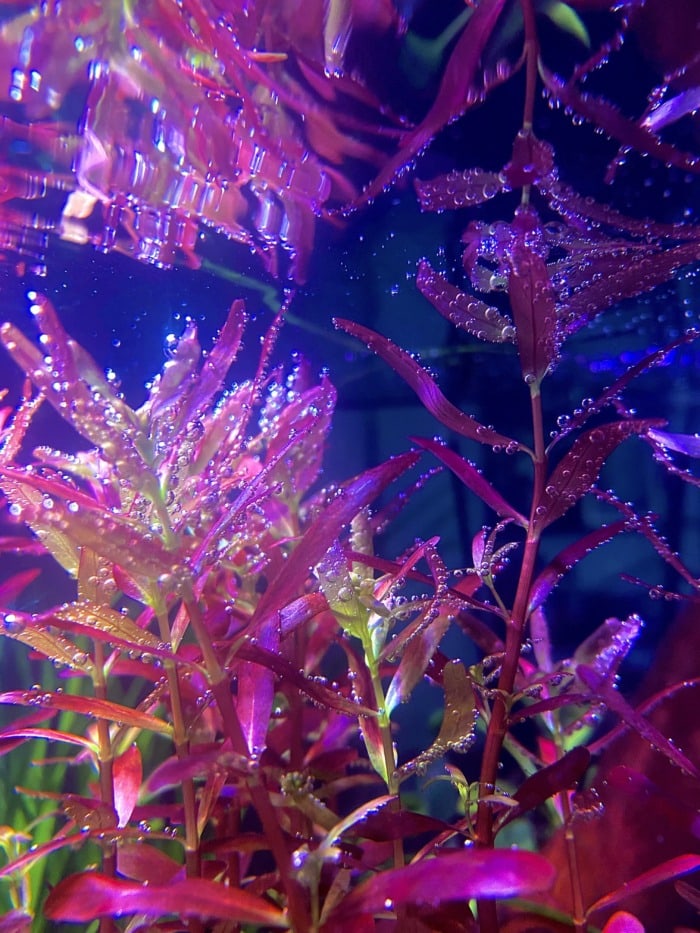 Rotala Rotundifolia 'Red' seen from bottom