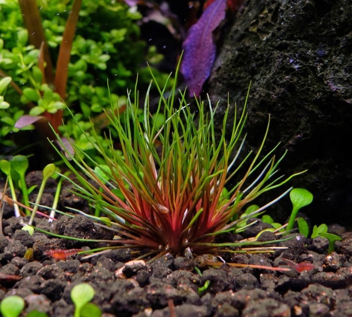 Trithuria lanterna growing at the bottom of a fish tank