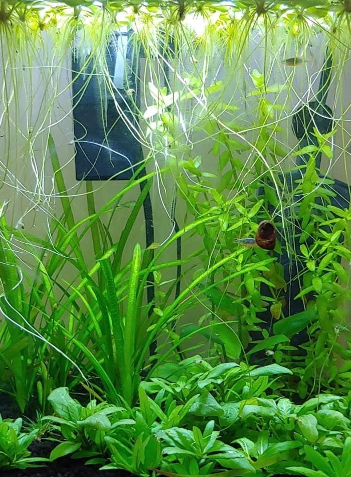 aquarium floating plant