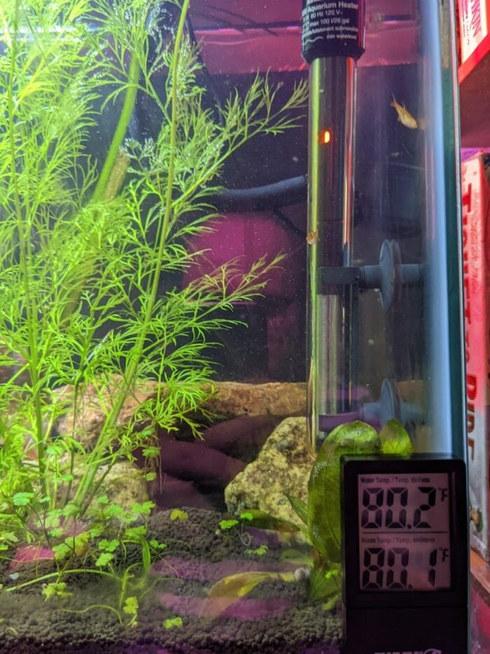 aquarium thermometer