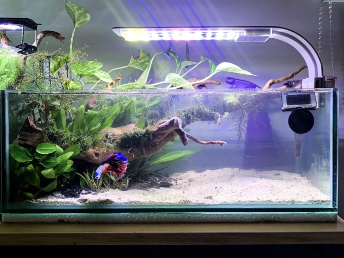 fully set betta fish tank