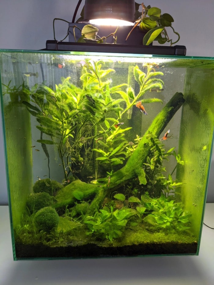 How to Lower High Ammonia Levels in Your Aquarium? | Aquanswers