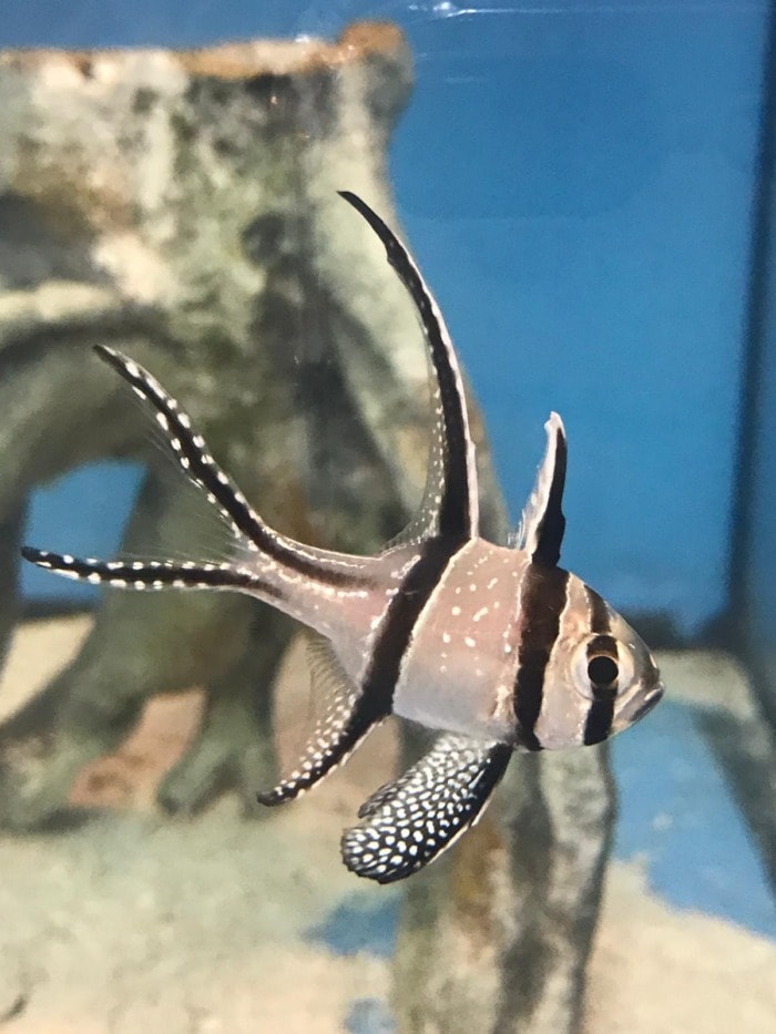 Banggai Cardinalfish