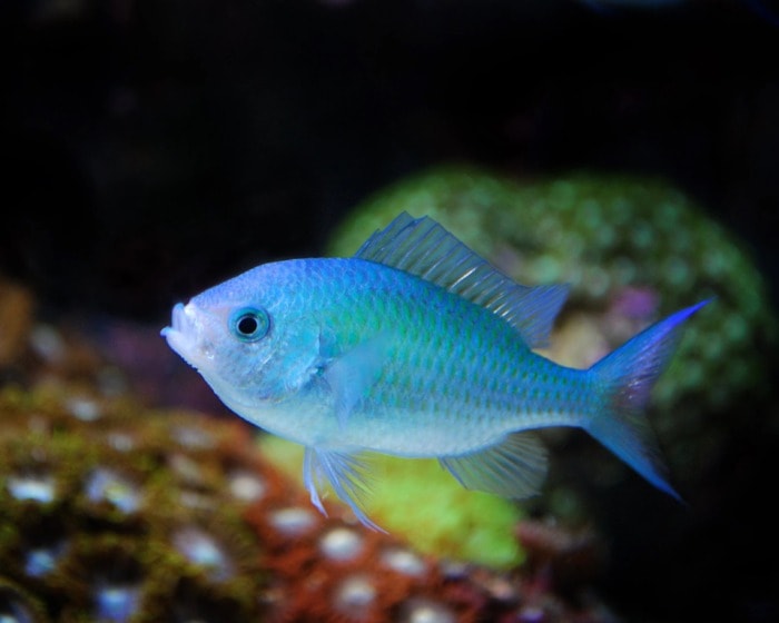 Blue-Green Chromis