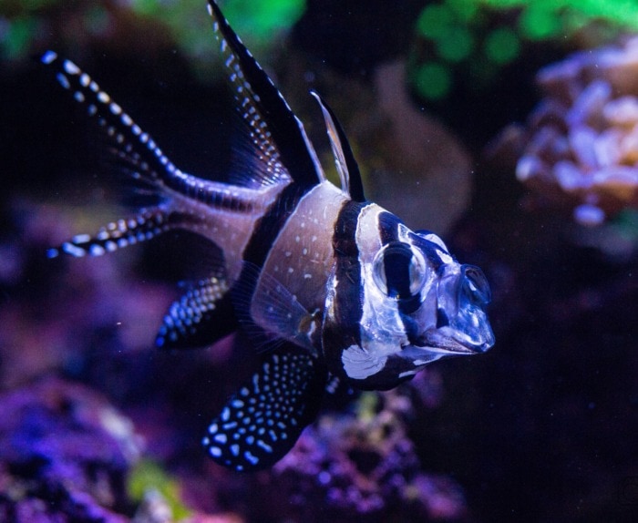 Cardinalfish