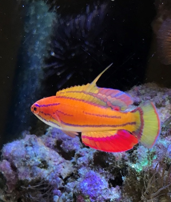 Carpenter flasher wrasse