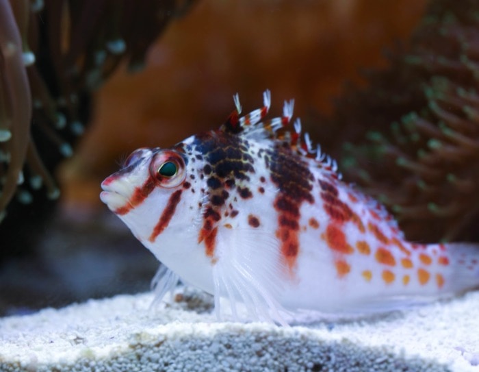 Falco Hawkfish