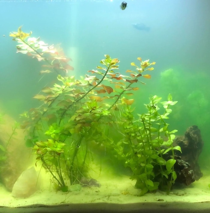 Green murky water in aquarium