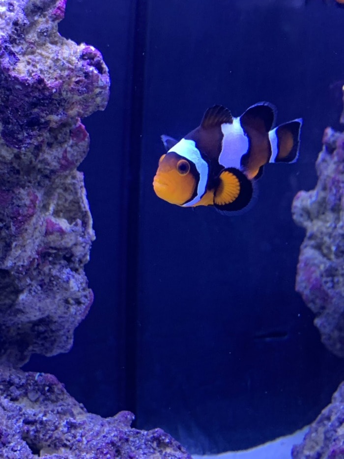 Ocellaris Clownfish