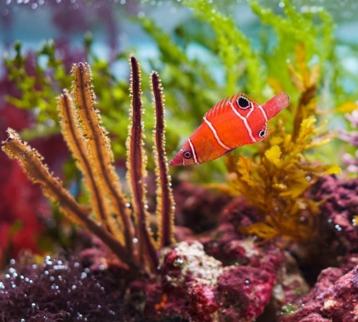 Pygmy Wrasse