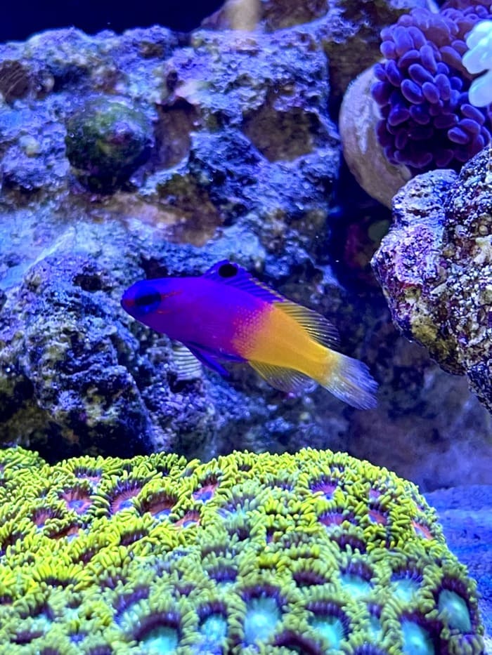 Royal Gramma Basslet