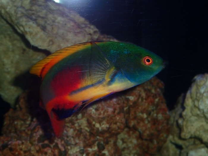 Scott's Fairy Wrasse