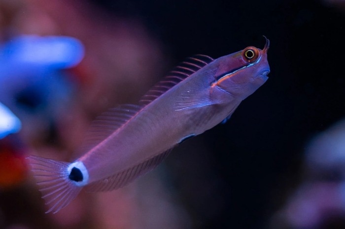 Tailspot Blenny