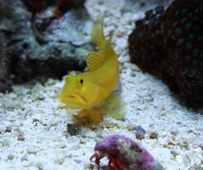 Yellow Watchman Goby