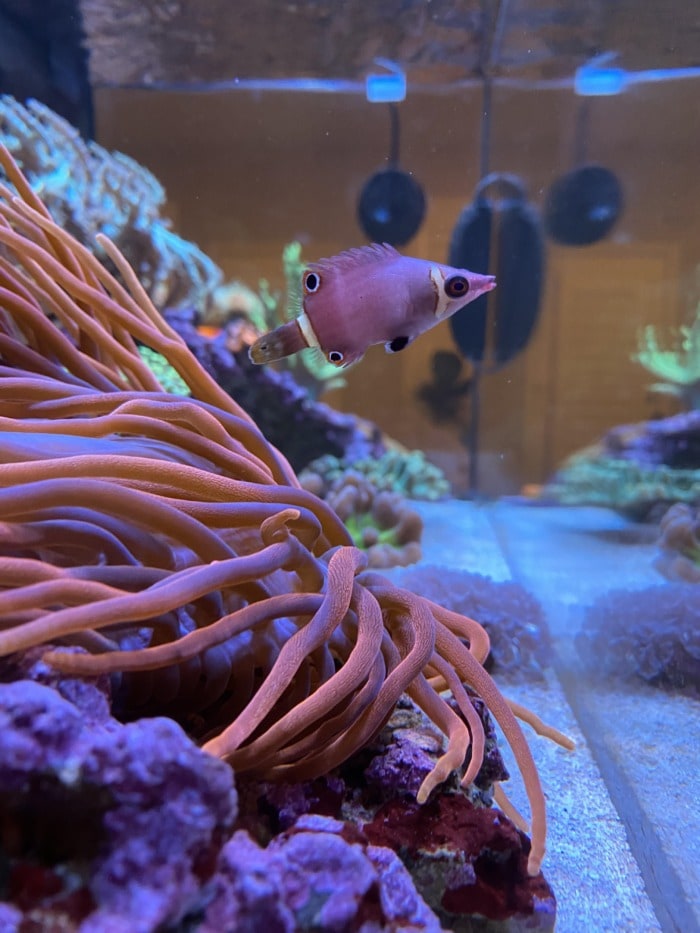 Yellow banded possum wrasse