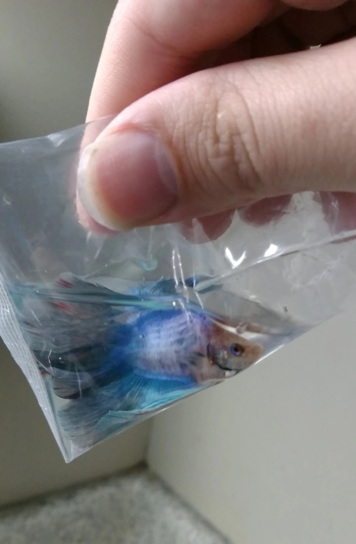 Betta fish in а clear plastic bag