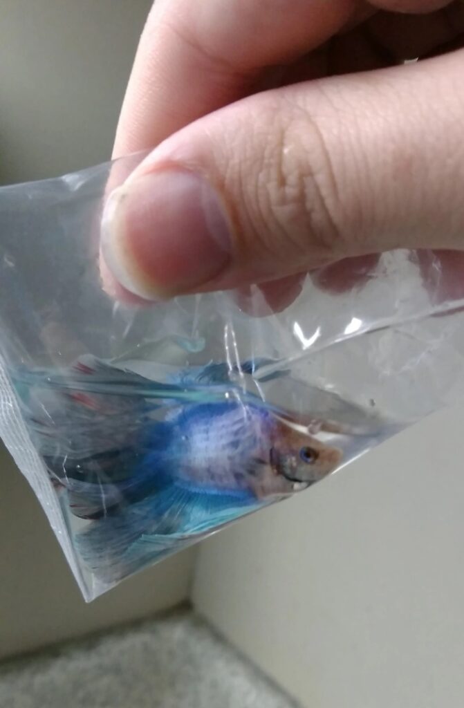 How Long Can Fish Live in a Bag? (+Tips to Prolong) AquAnswers