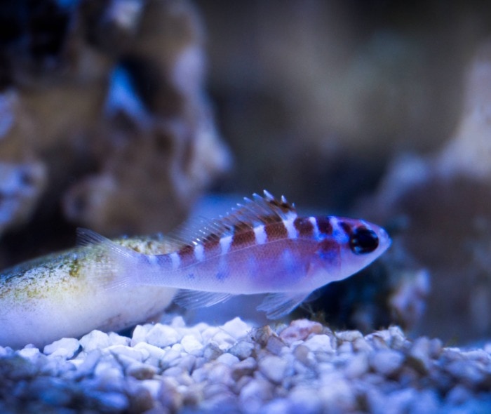 a chalk bass peacefully swimming near the bottom of its aquarium