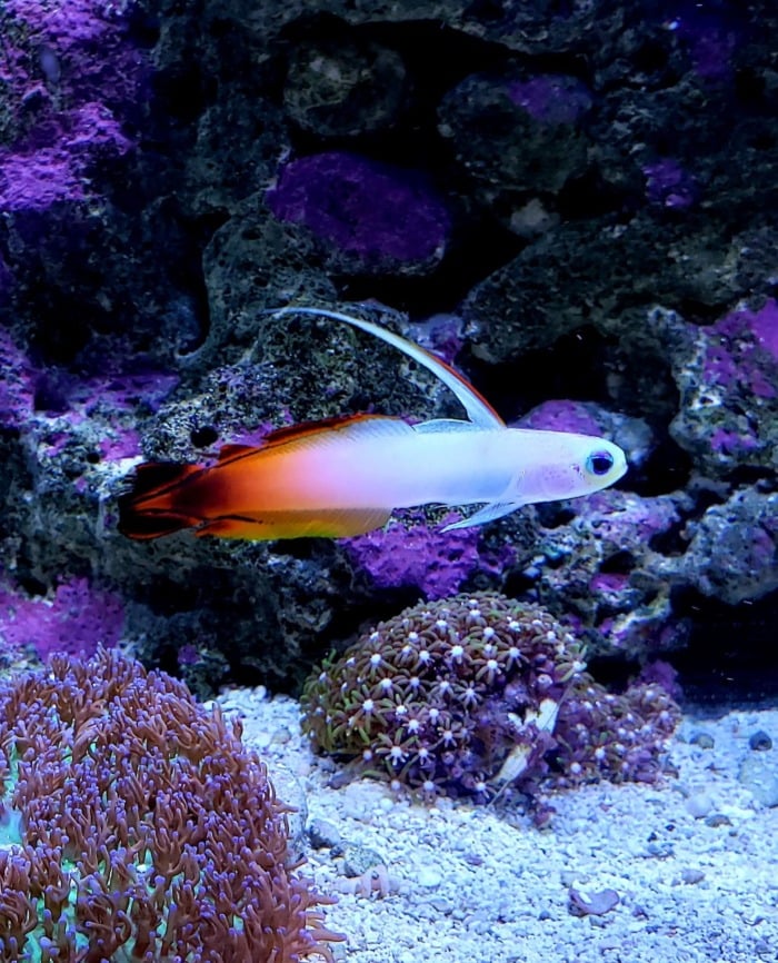 firefish goby passing by some rocks and corals