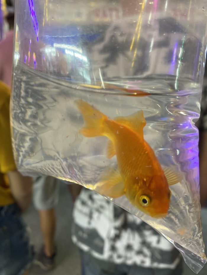 goldfish in a plastic bag