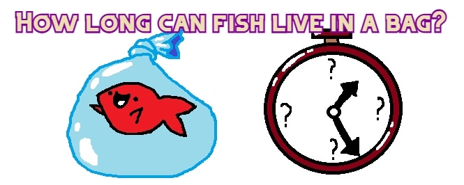 How long can fish live in a bag?