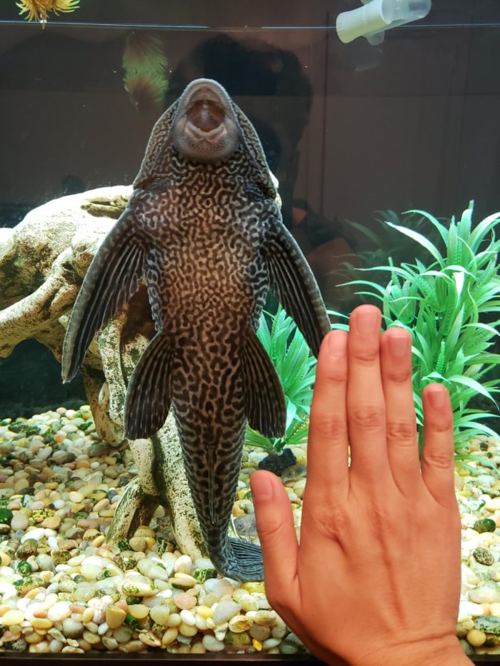 pleco.jpg