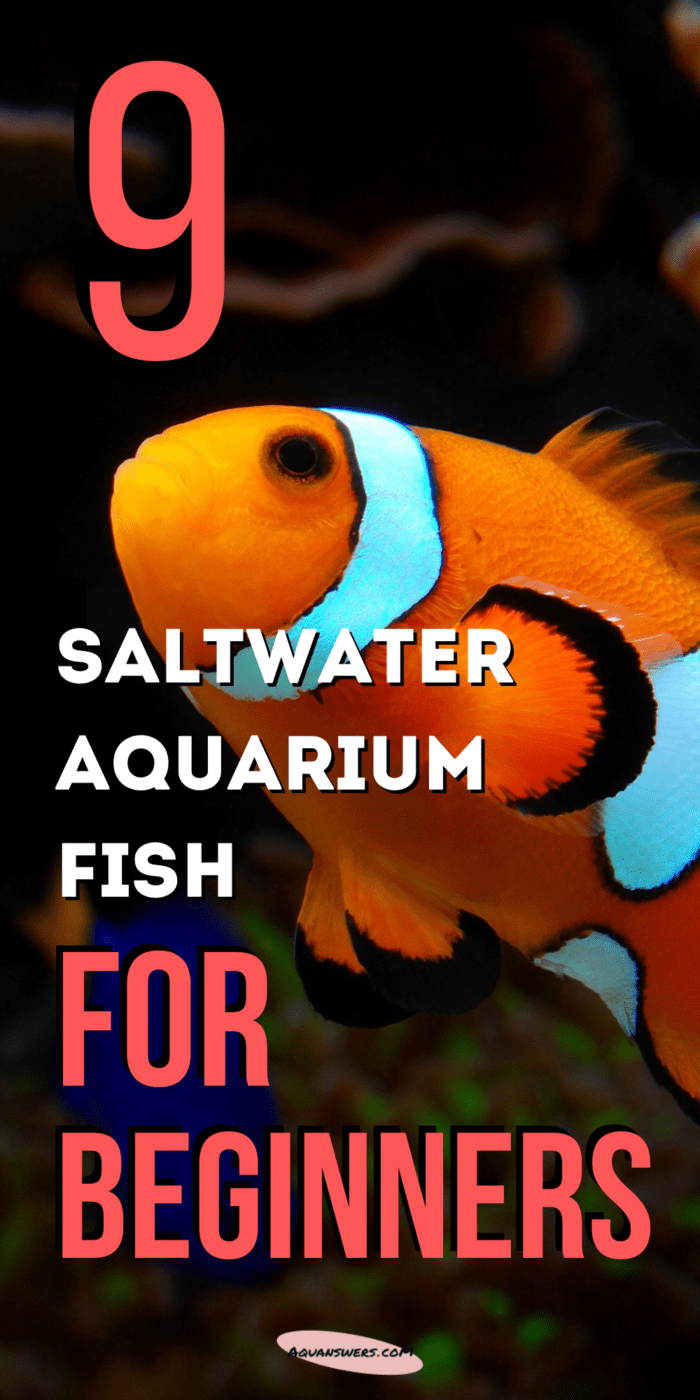 What are great saltwater aquarium fish for beginners?