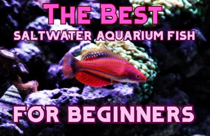 saltwater aquarium fish for beginners header