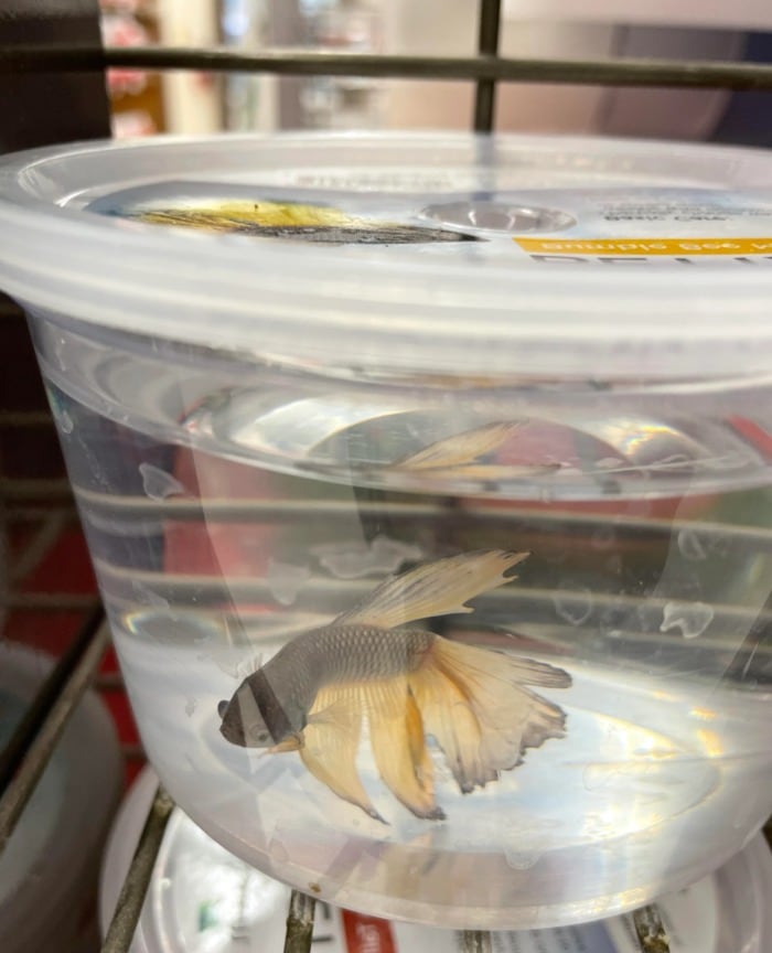 Fish in a small plastic container