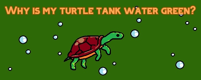 Why is my turtle tank water green?