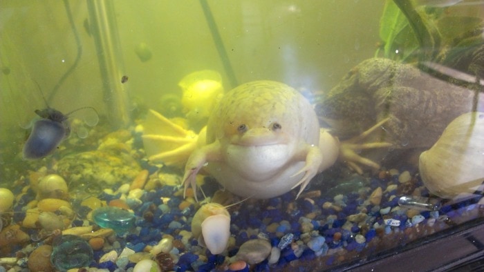 african clawed frog bloated