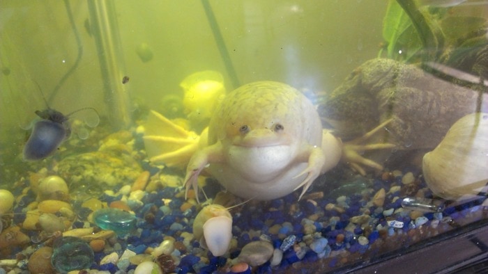 Bloated african clawed frog 