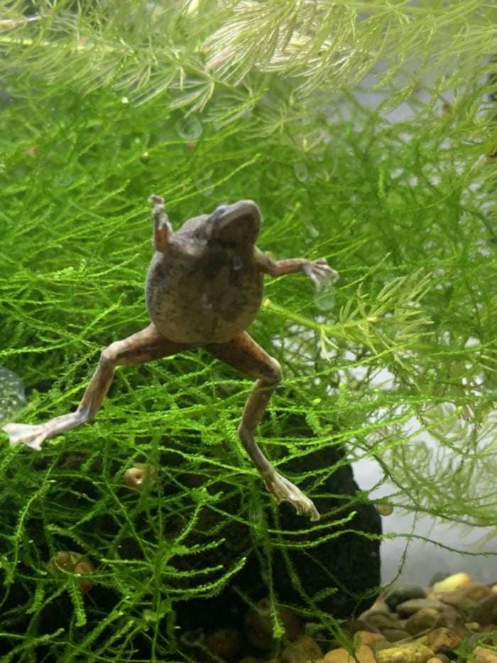 Bloated african clawed frog.