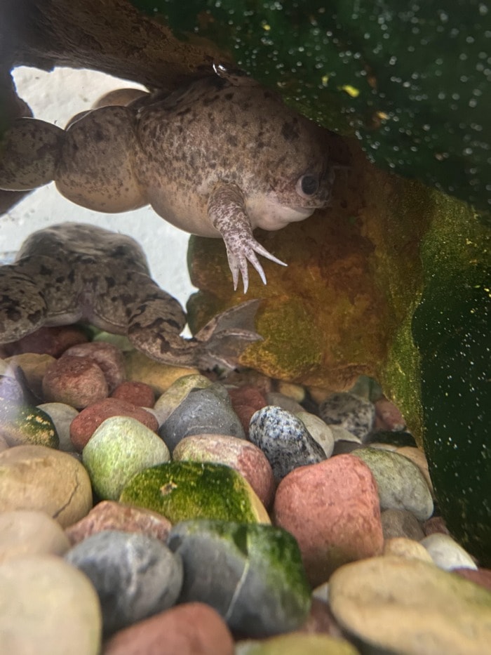 Extremely bloated african clawed frog.