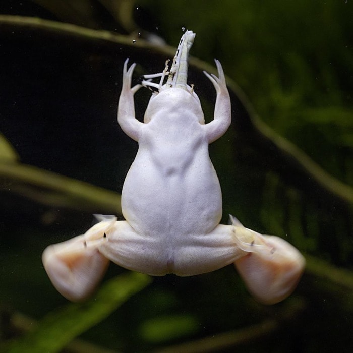 african clawed frog feeding