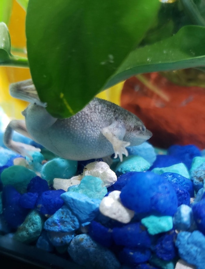 A bloated African Clawed Frog with Sepsis.